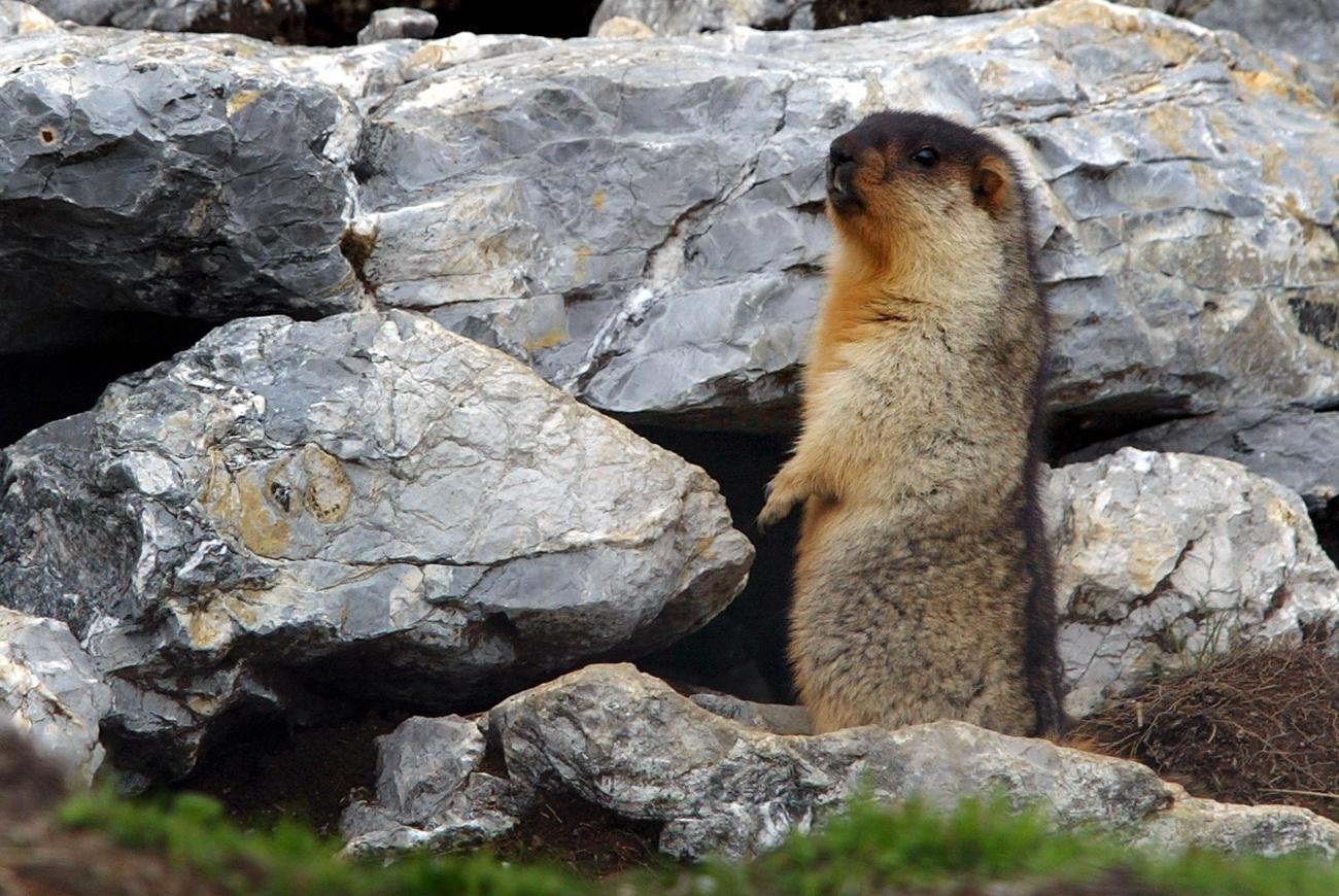 marmot