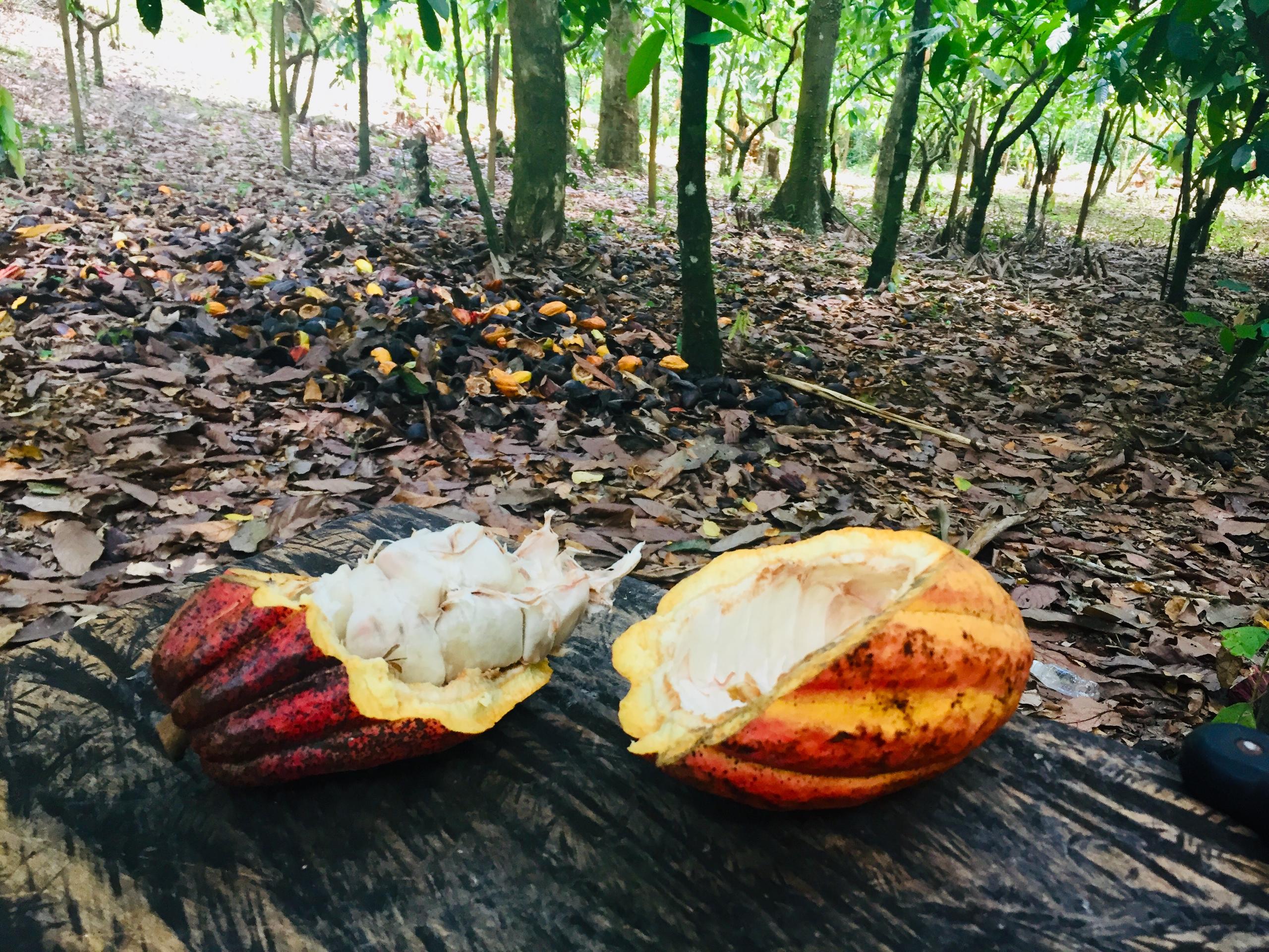 Cacau aberto na floresta