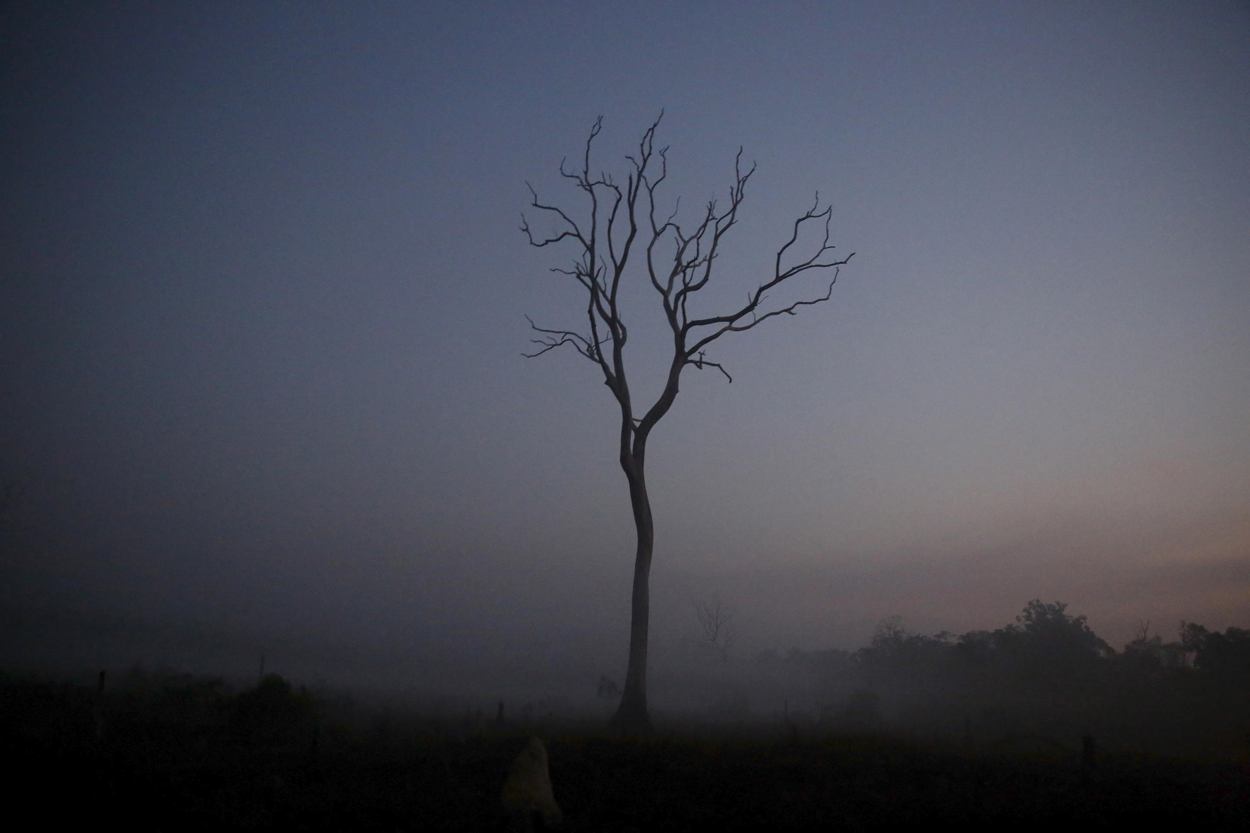 夕闇に浮かぶ枯れ木の影