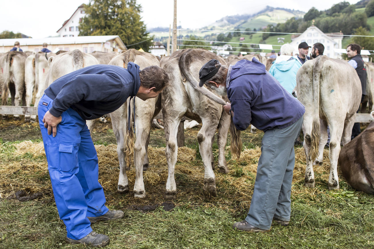 zwei Bauern begutachten eine Kuh auf dem Viehmarkt