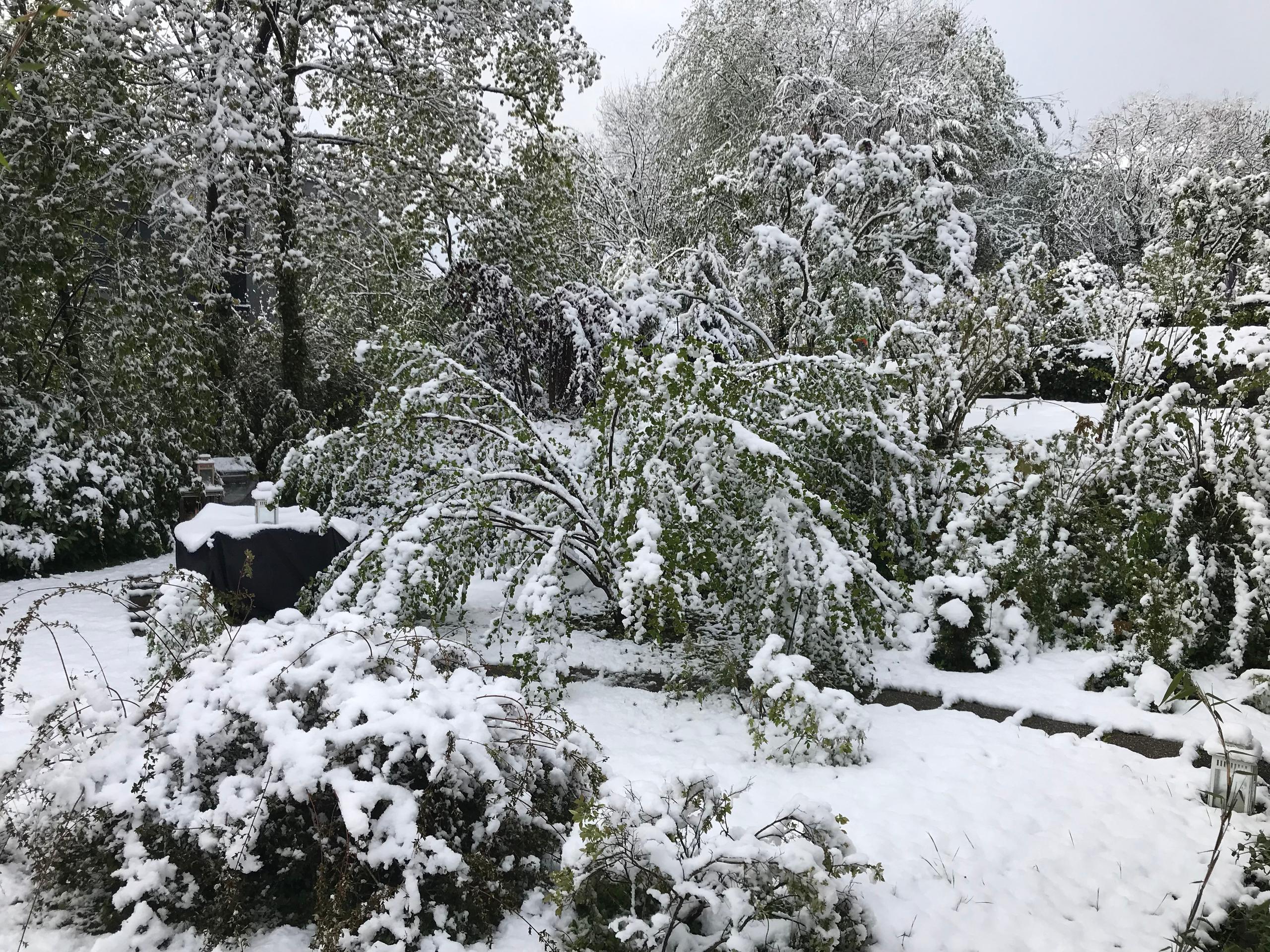 jardim coberto de neve