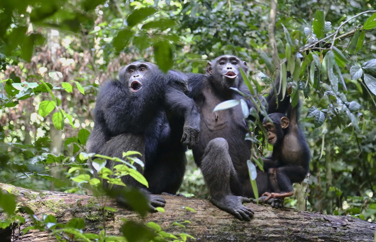 a family of chimps in the rainforest