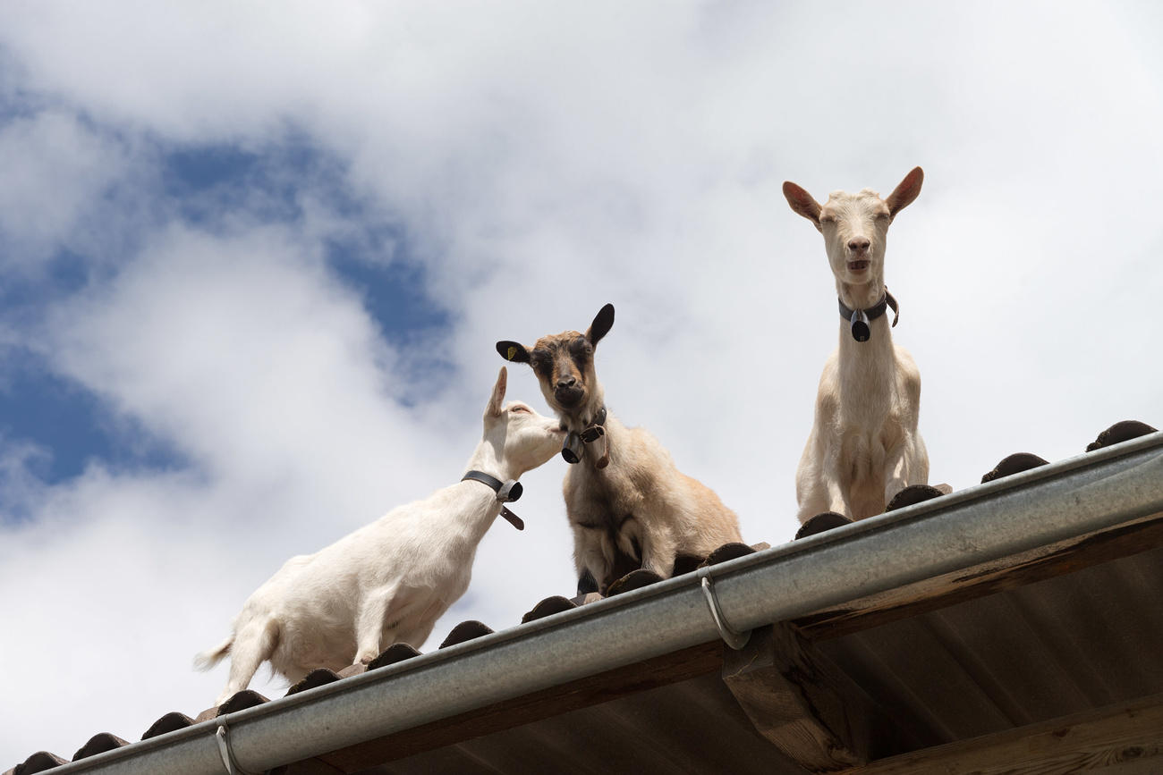 three goats