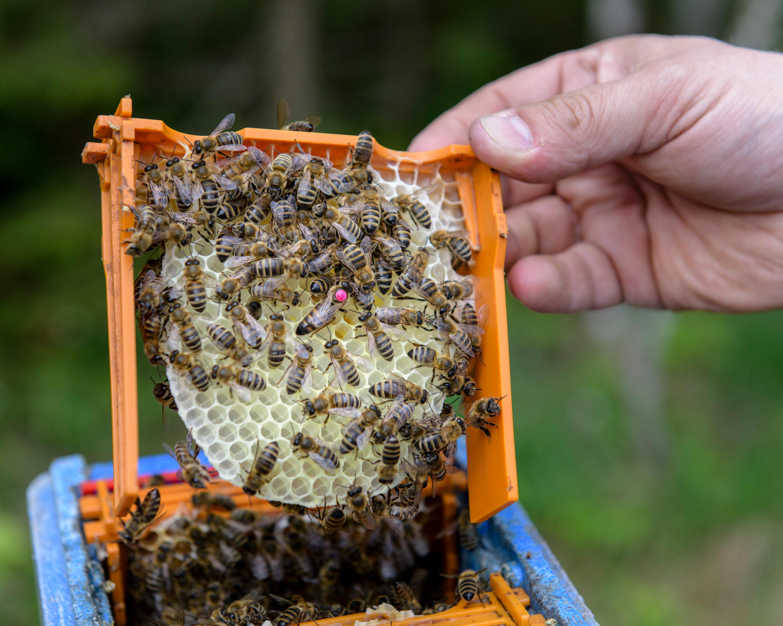 Wabe mit Bienen und Eiern