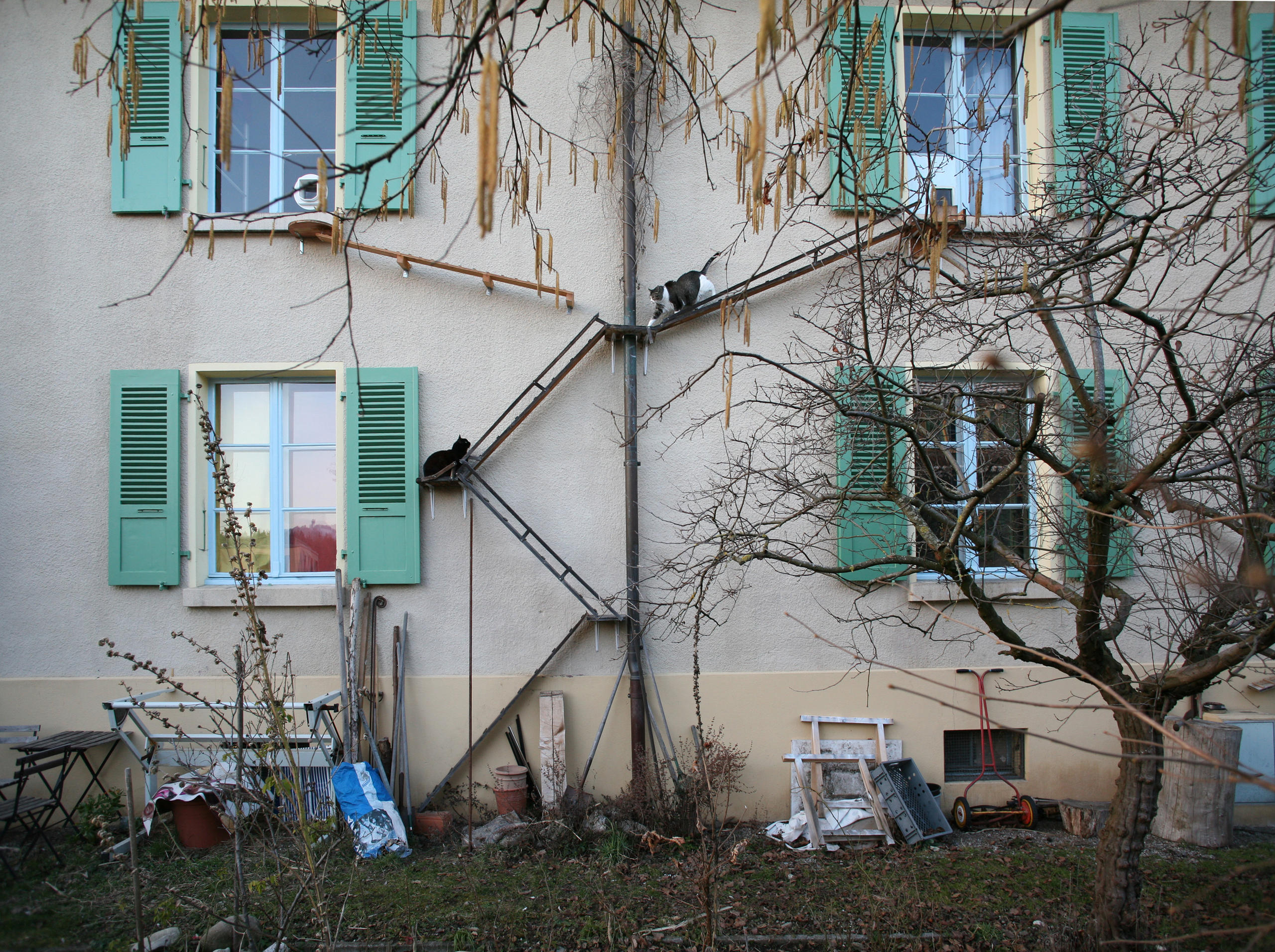 Des chats montent sur une échelle le long d une façade