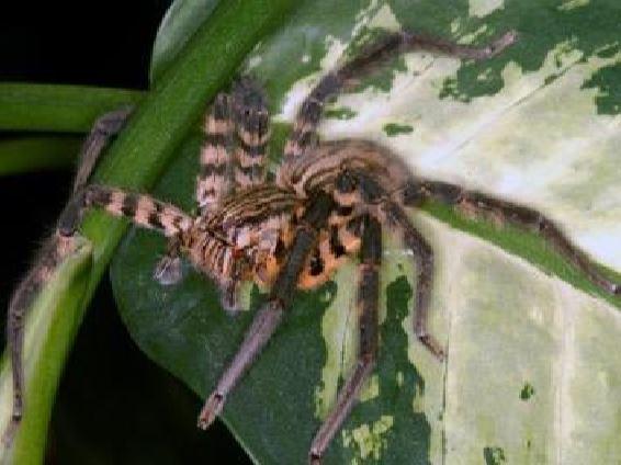 Cupiennius salei spider