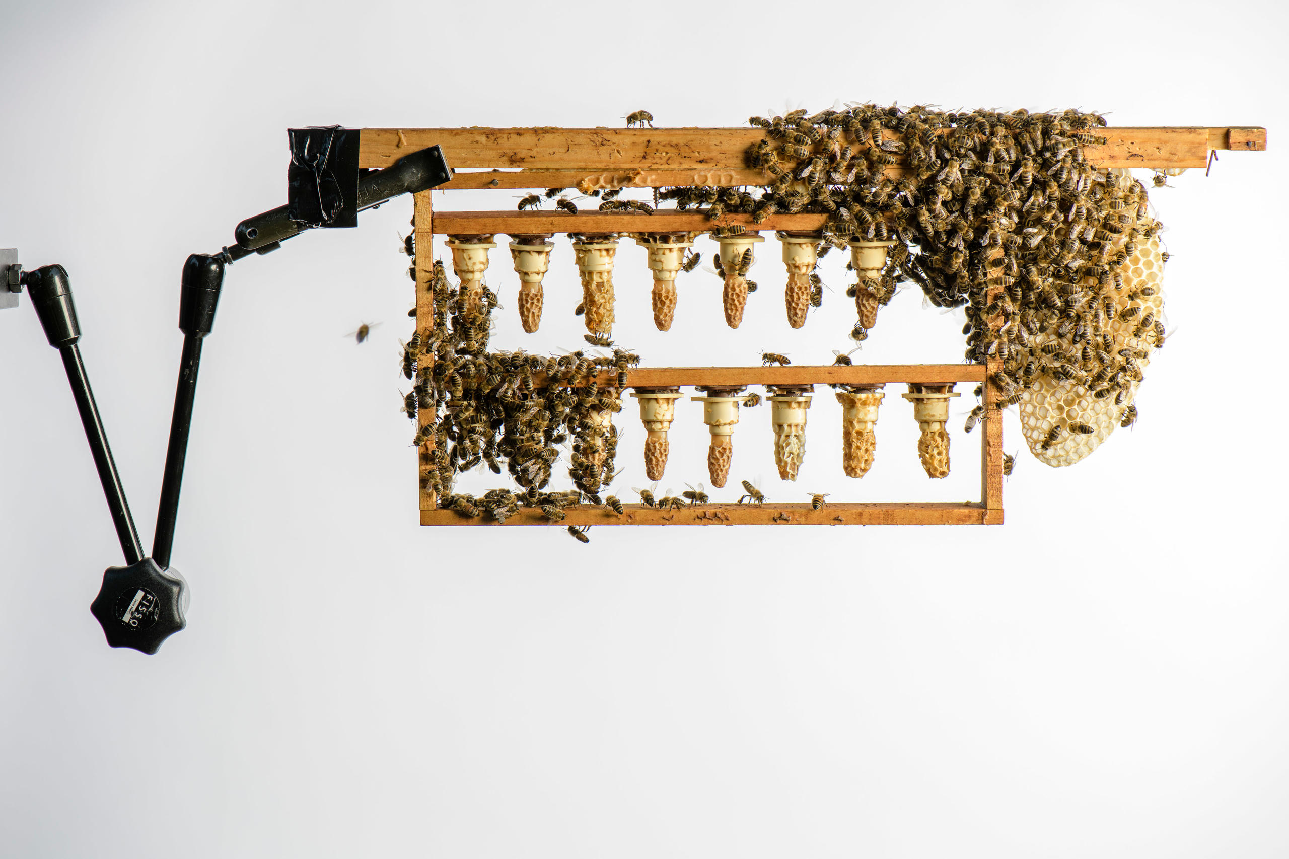 рамки для пчел