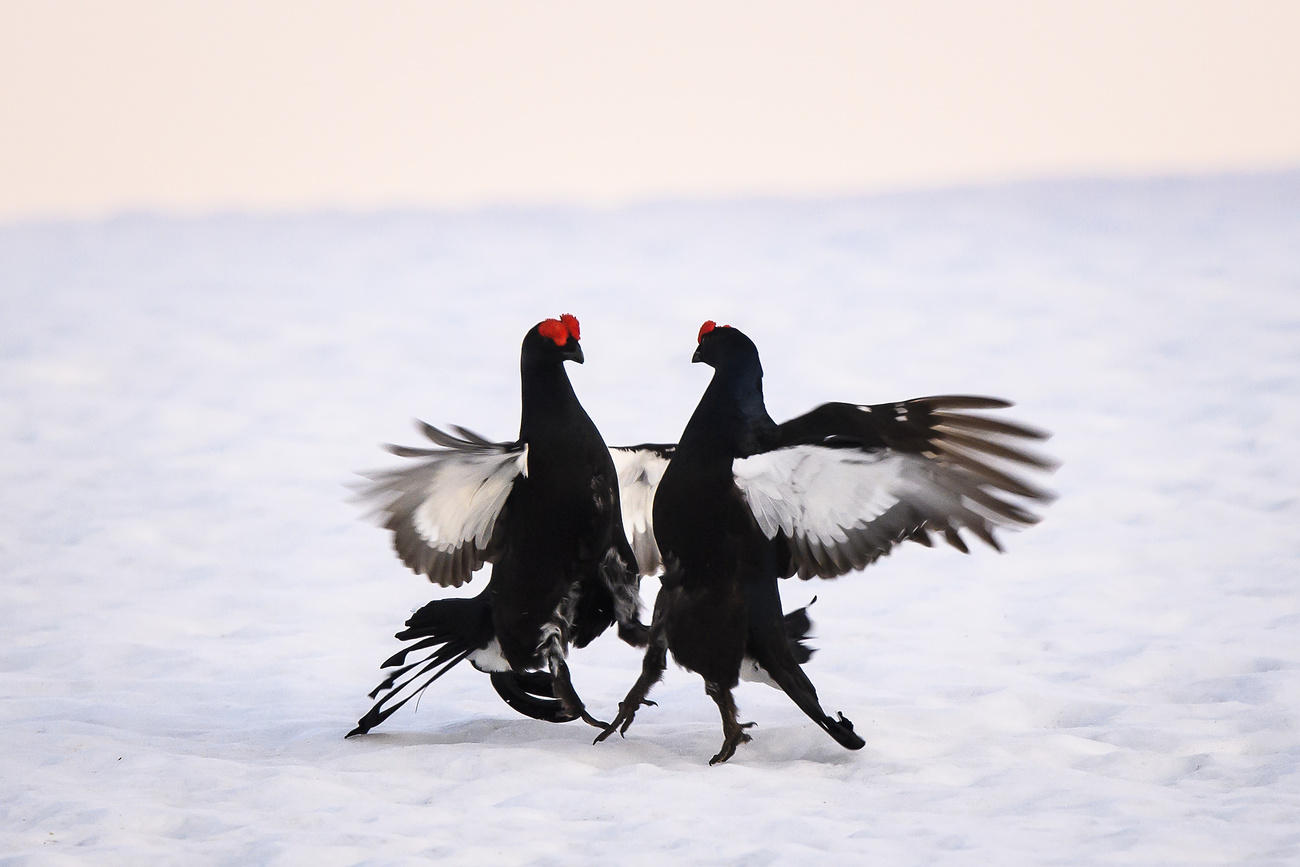 Dos gallos negros frente a frente