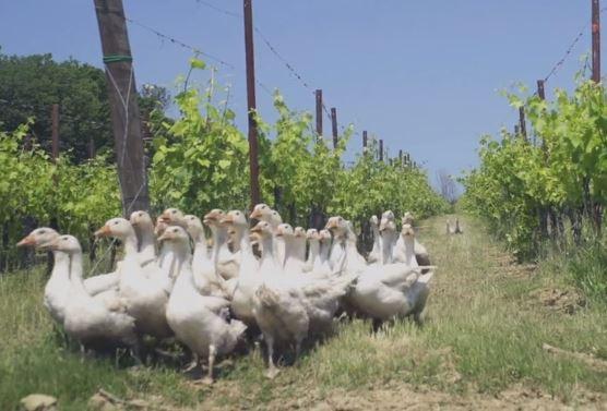 Un gruppo di oche che passeggia nel vigneto dei Di Filippo in Umbria