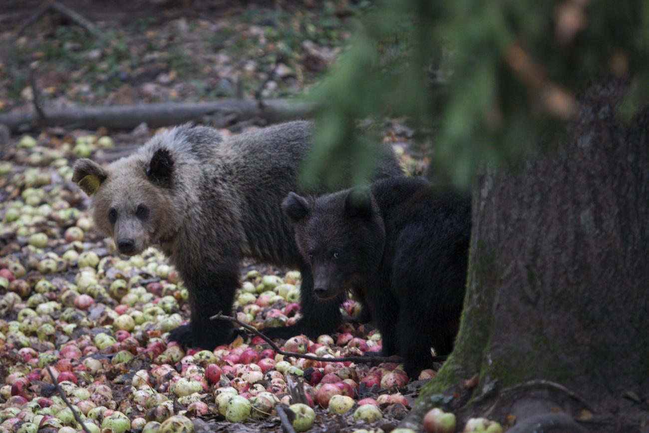 bears