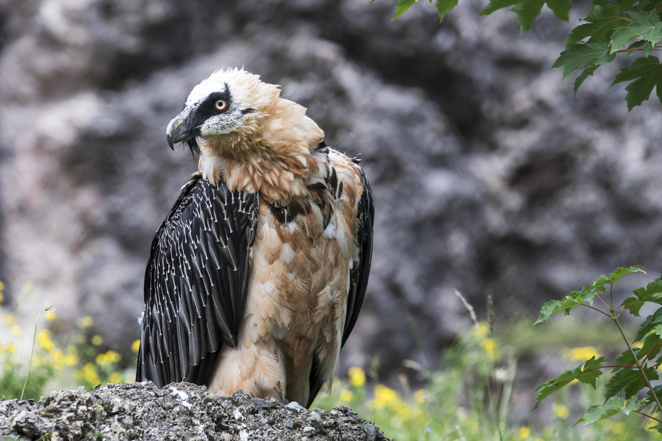 bearded vulture