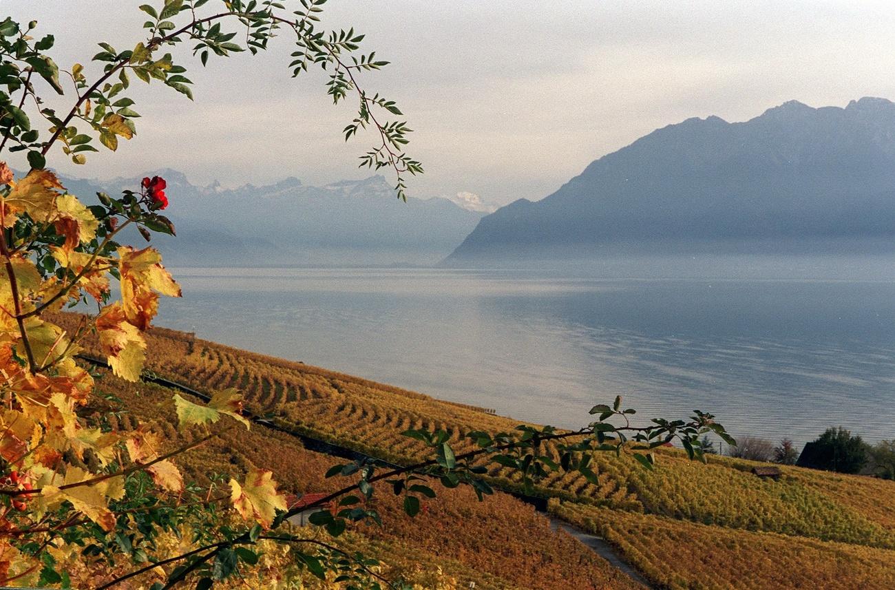 View of Lake Geneva with Lavaux vineyards