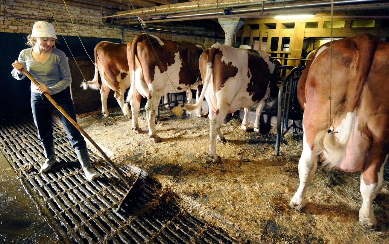 Woman mucking out a cow stall