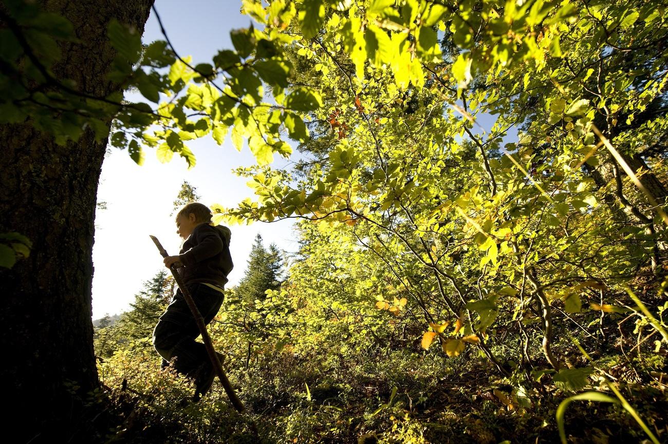 child walking in forest