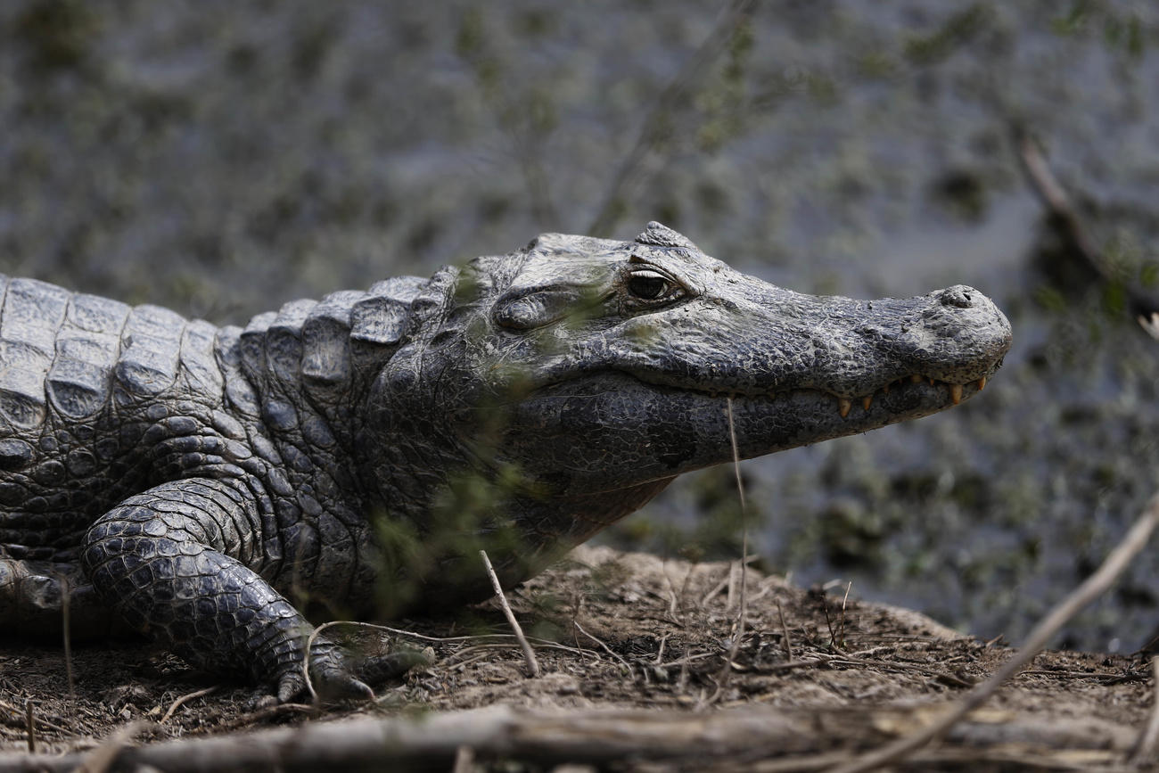 A caiman