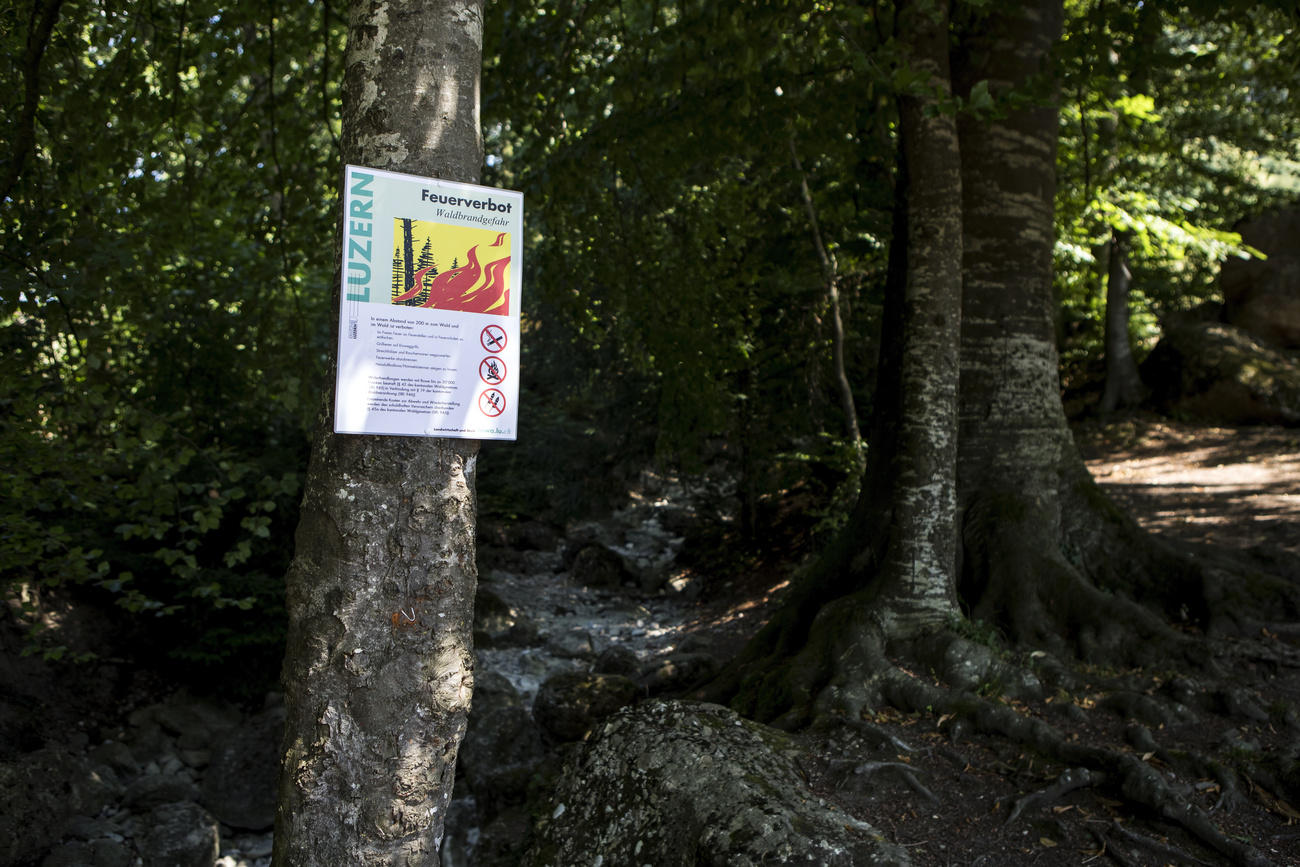 Forest in Lucerne