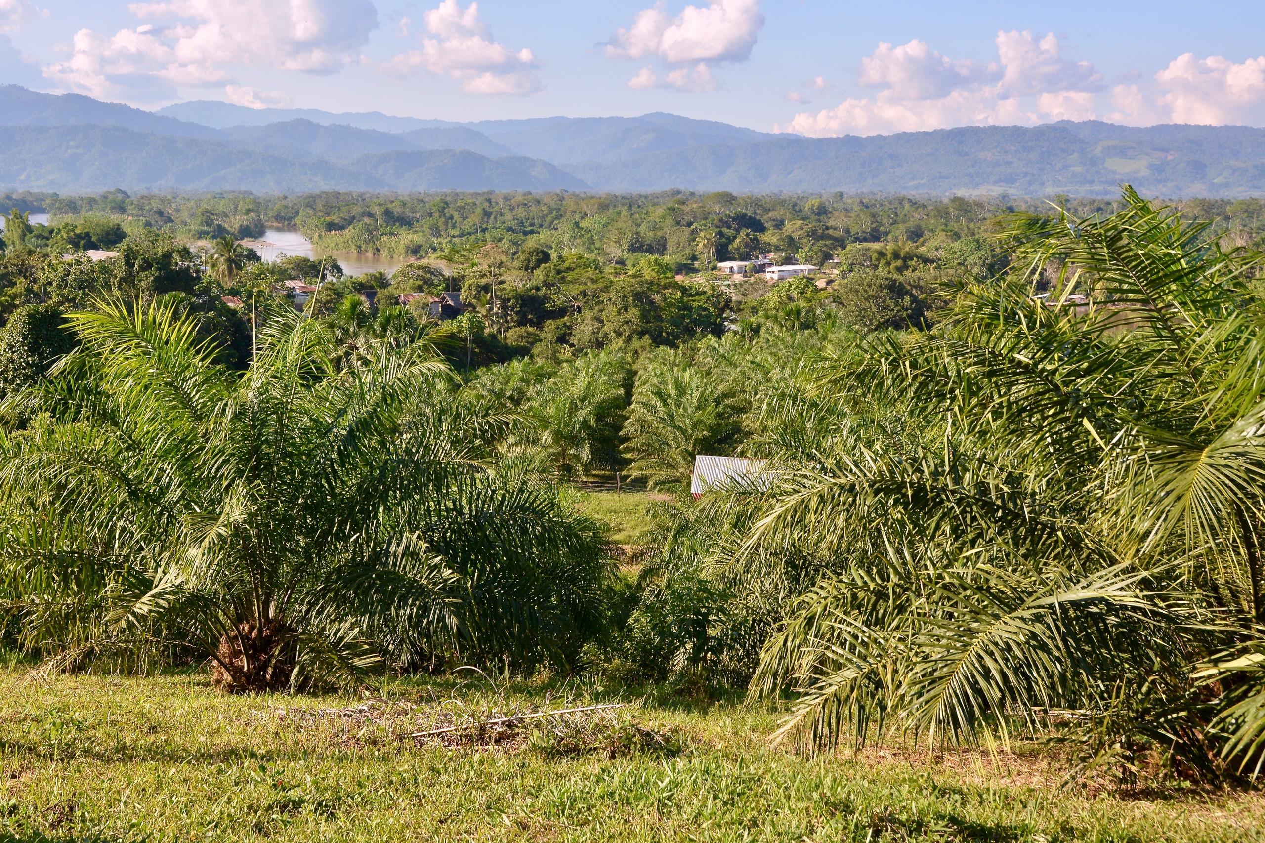 Palms growing in Santa Maria, Peru