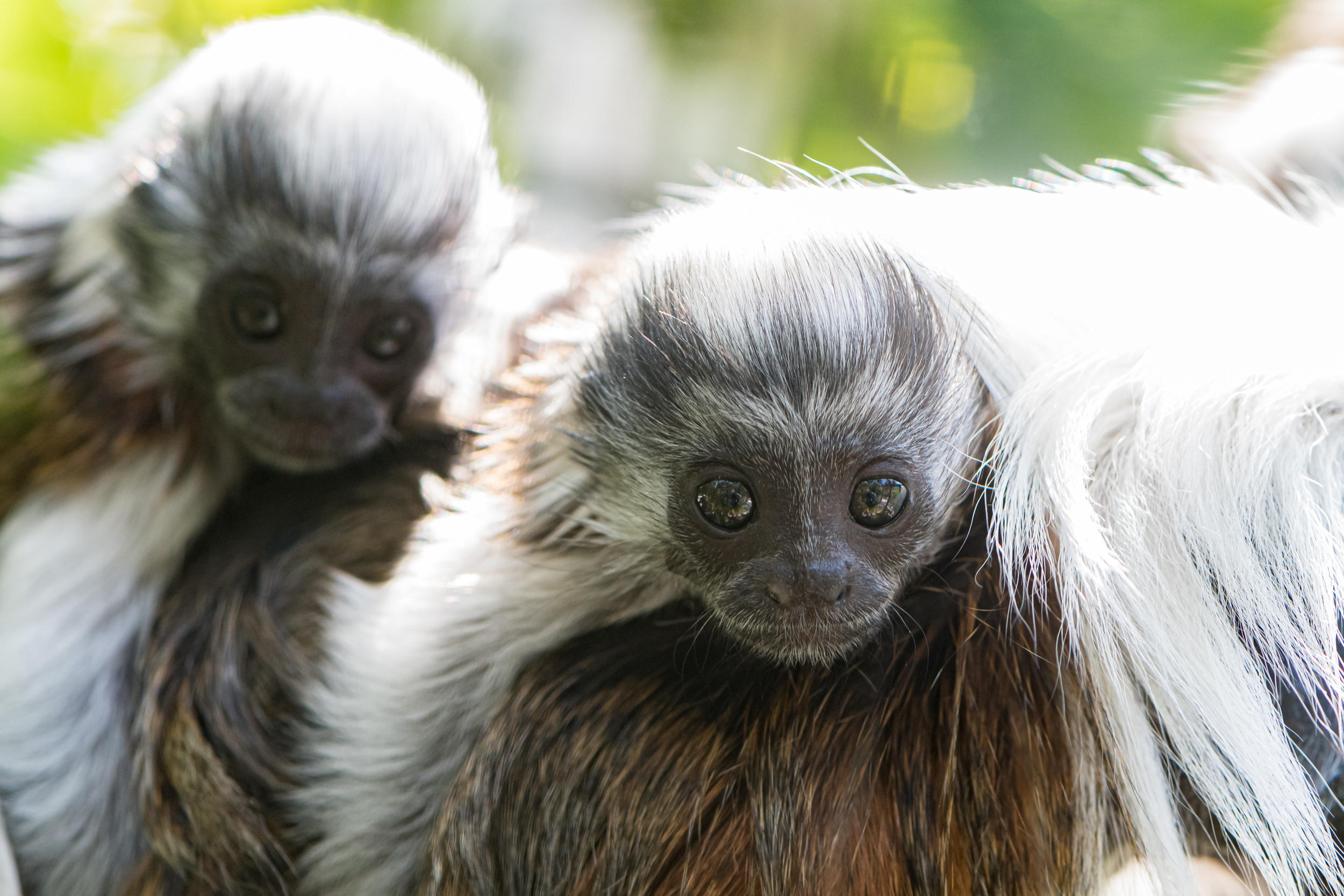 Two cotton-top tamarins