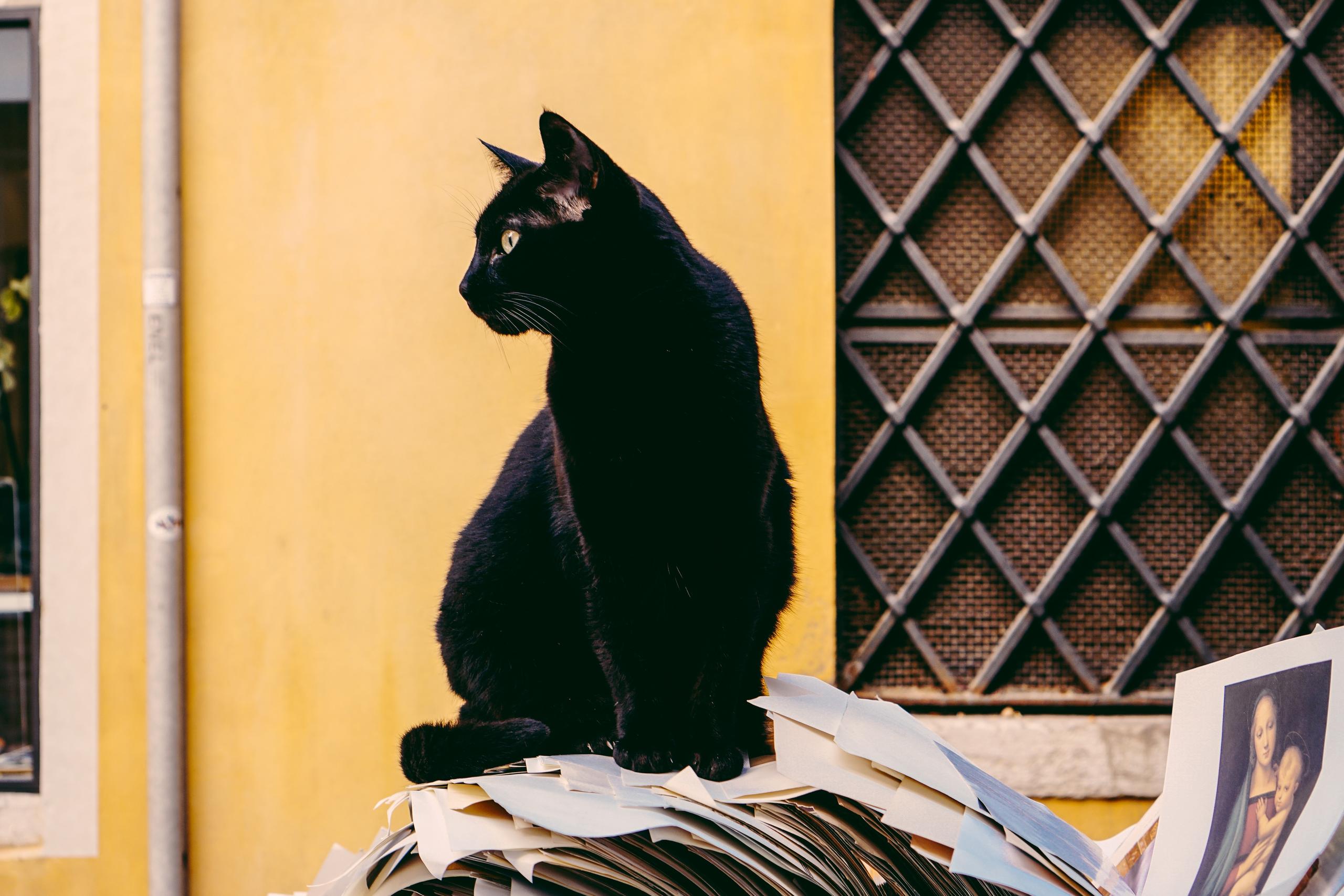 Gatto nero seduto