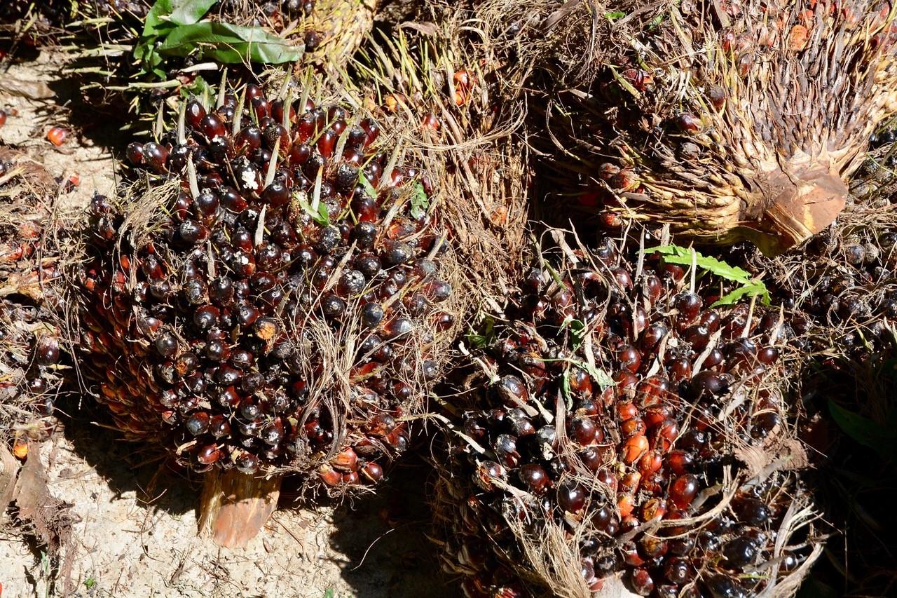 Palm fruit