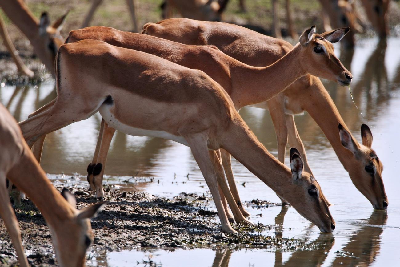 Antelopes drinking