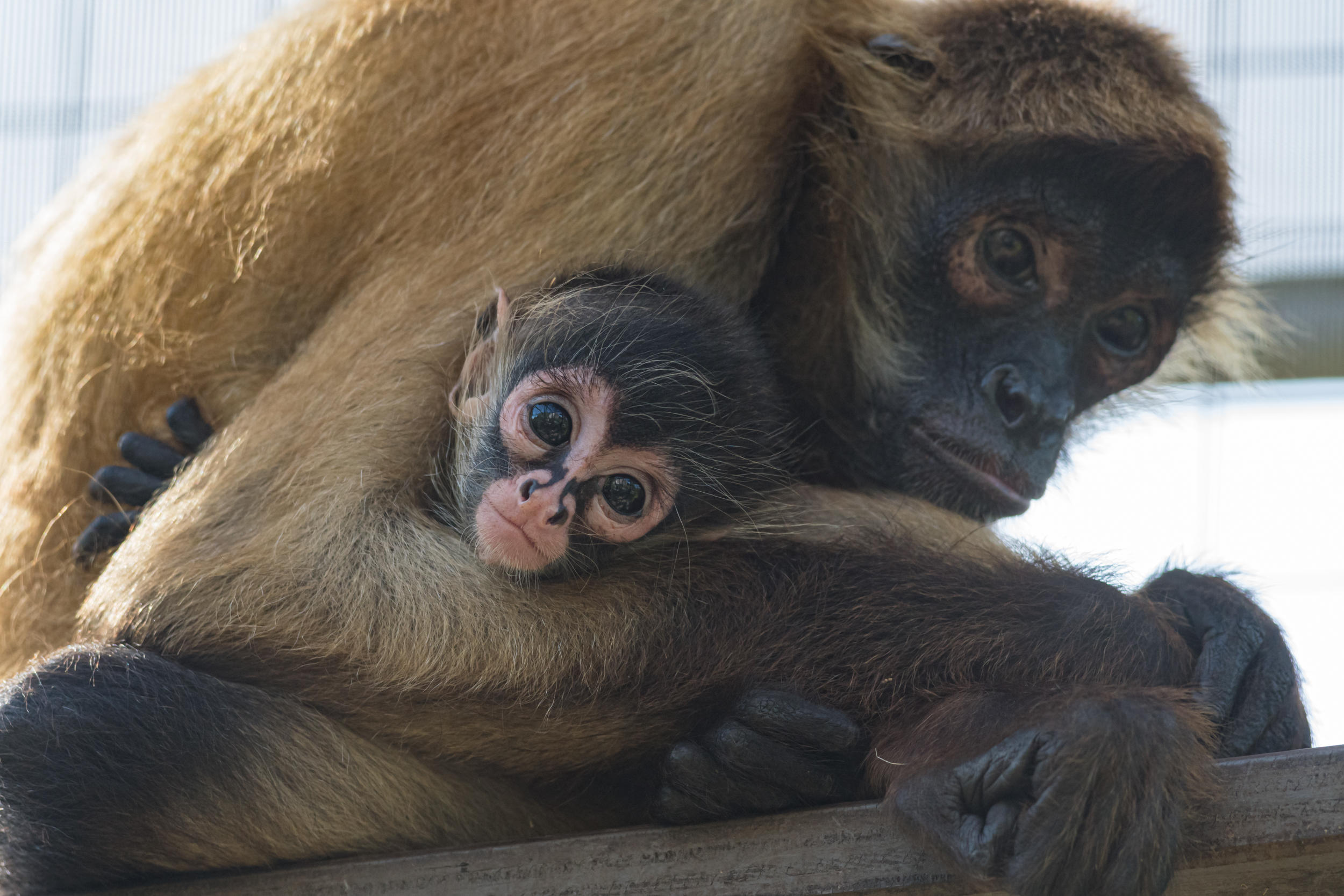 spider monkey Bonita with daughter