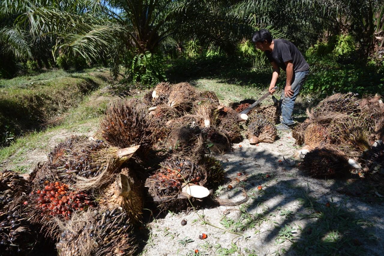 oil palm plantation