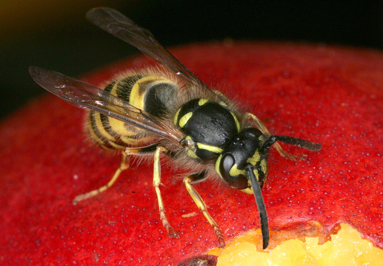 A wasp on an apple