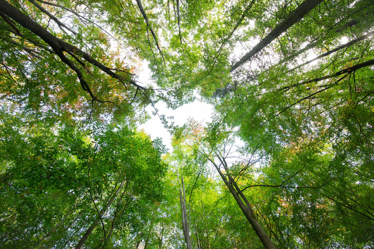 trees view from below