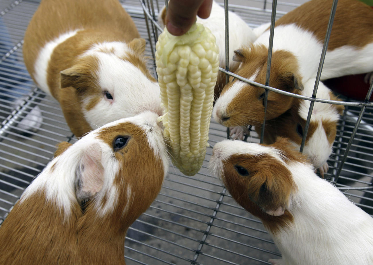 Four guinea pigs