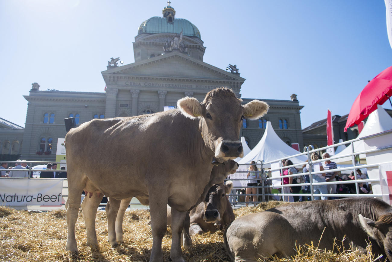 Una mucca in Piazza Federale a Berna