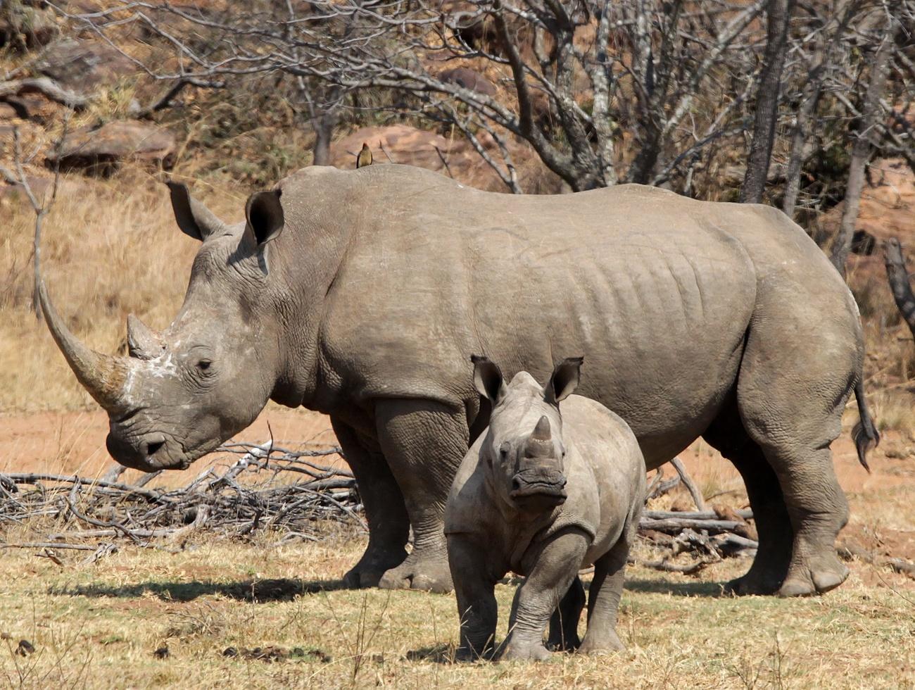 A white rhino and her calf