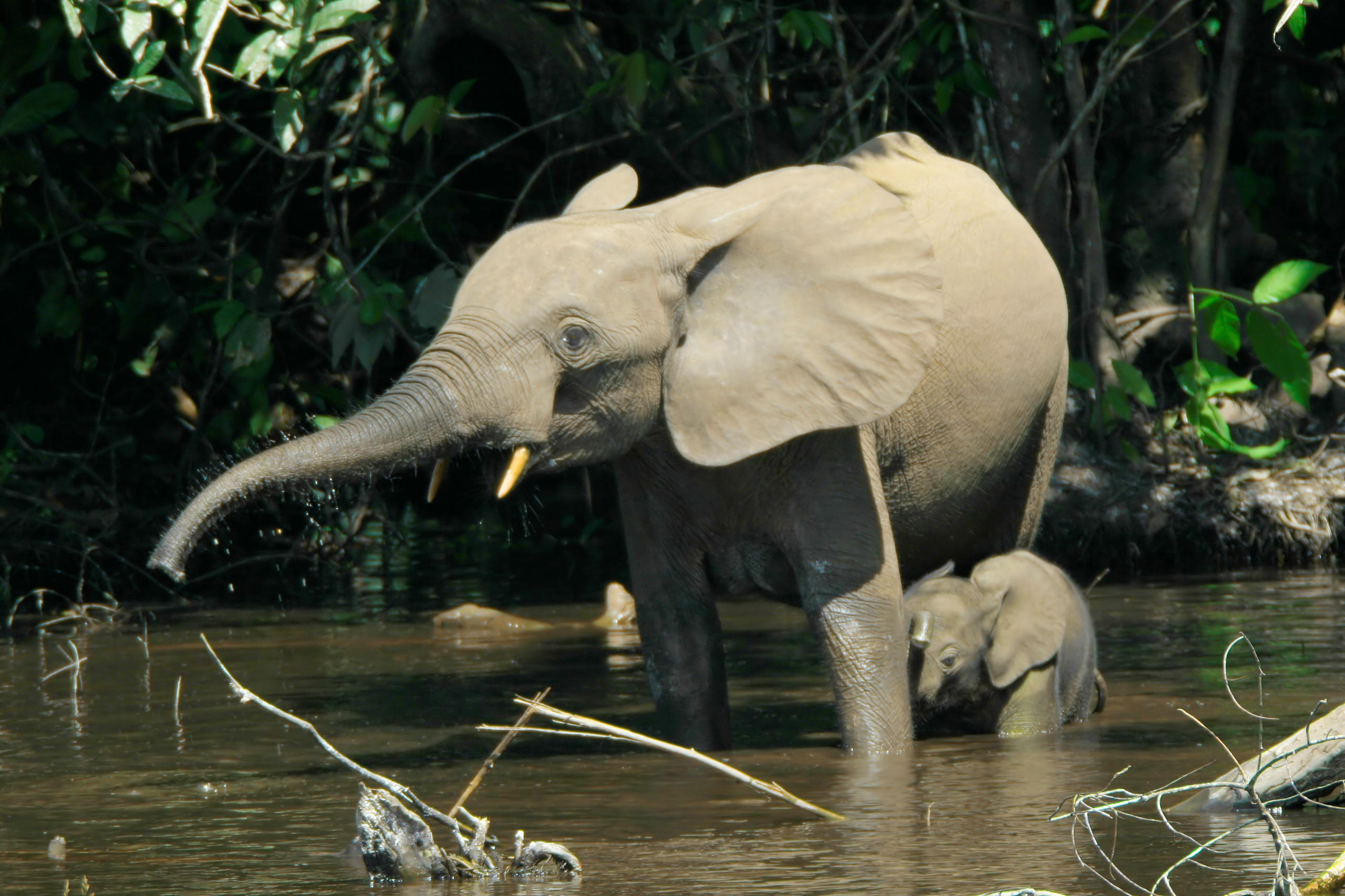 Eléphants d Afrique