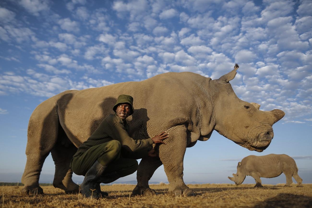 rinoceronte con un guardiano che lo accarezza