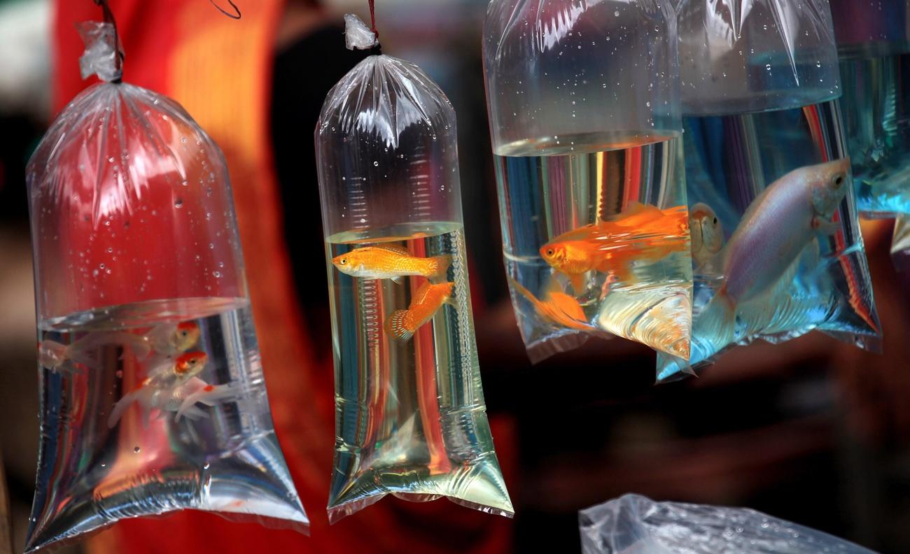 Fish in plastic bag
