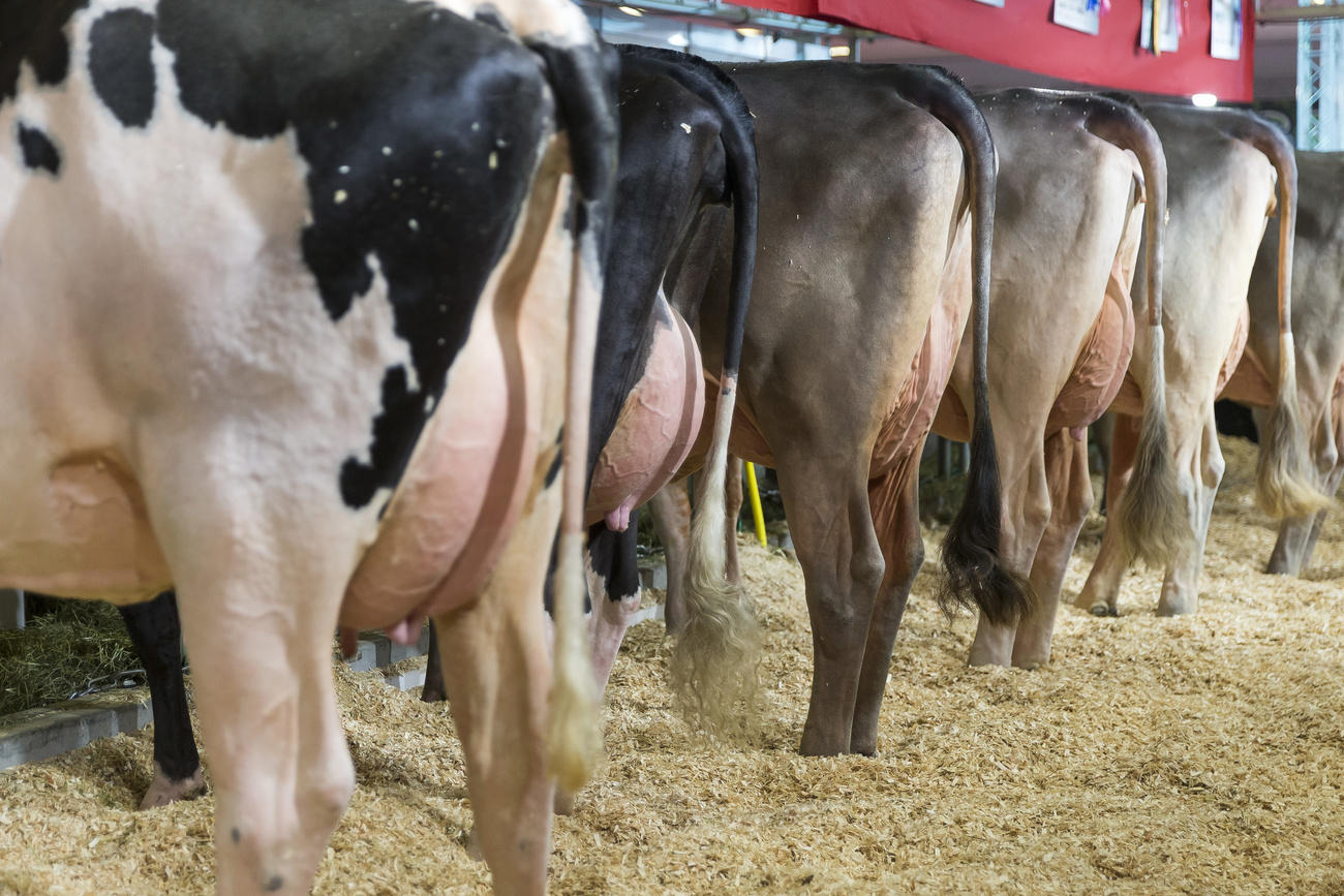 Vacas en un establo