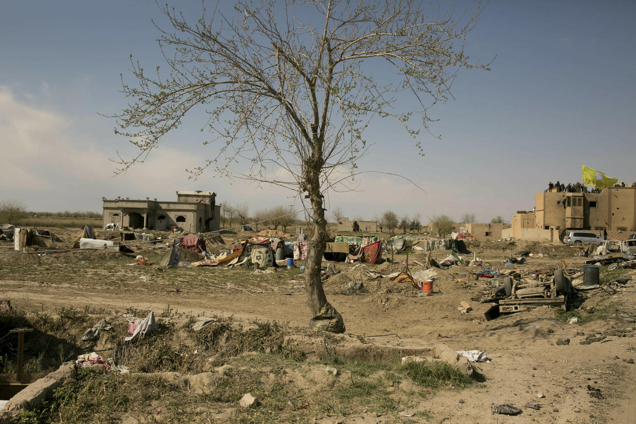 Albero in zona di guerra desertica