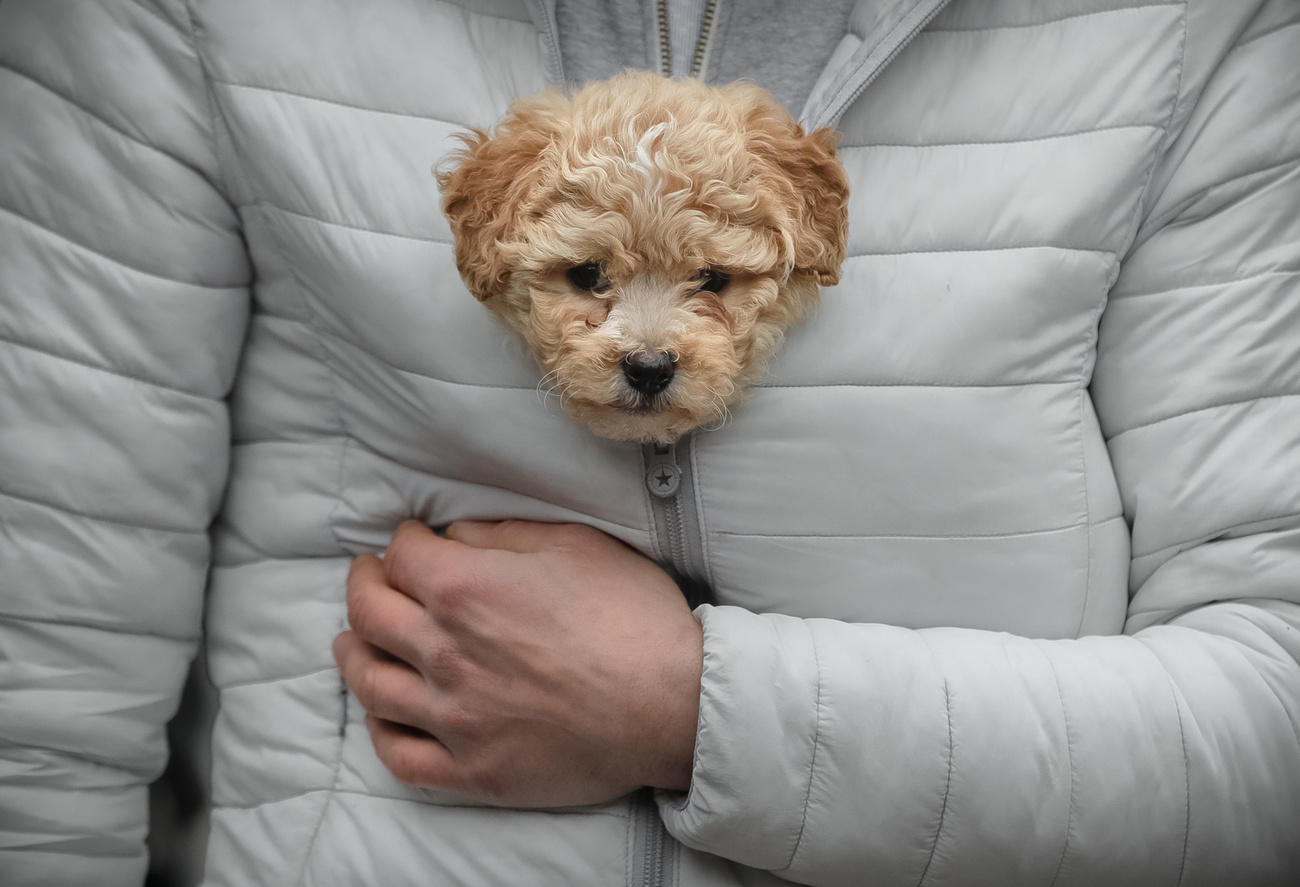 A dog in a jacket