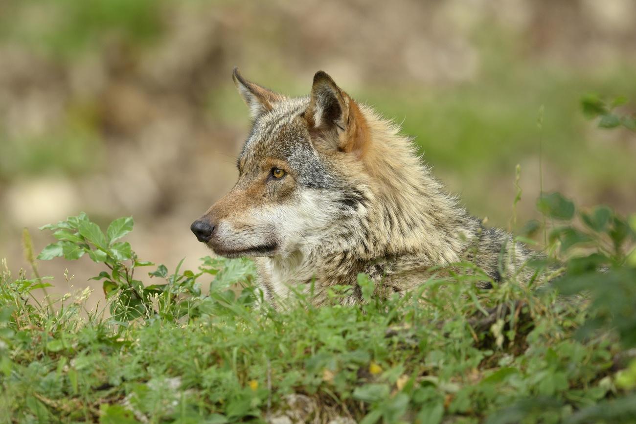 据估计目前瑞士生活着30-40只狼。
