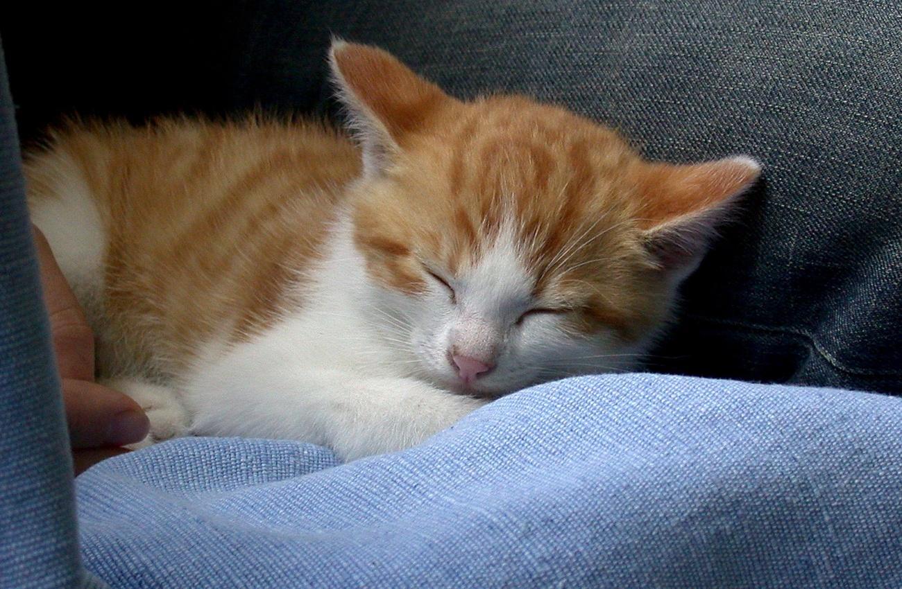 ginger and white cat sleeping on cushion