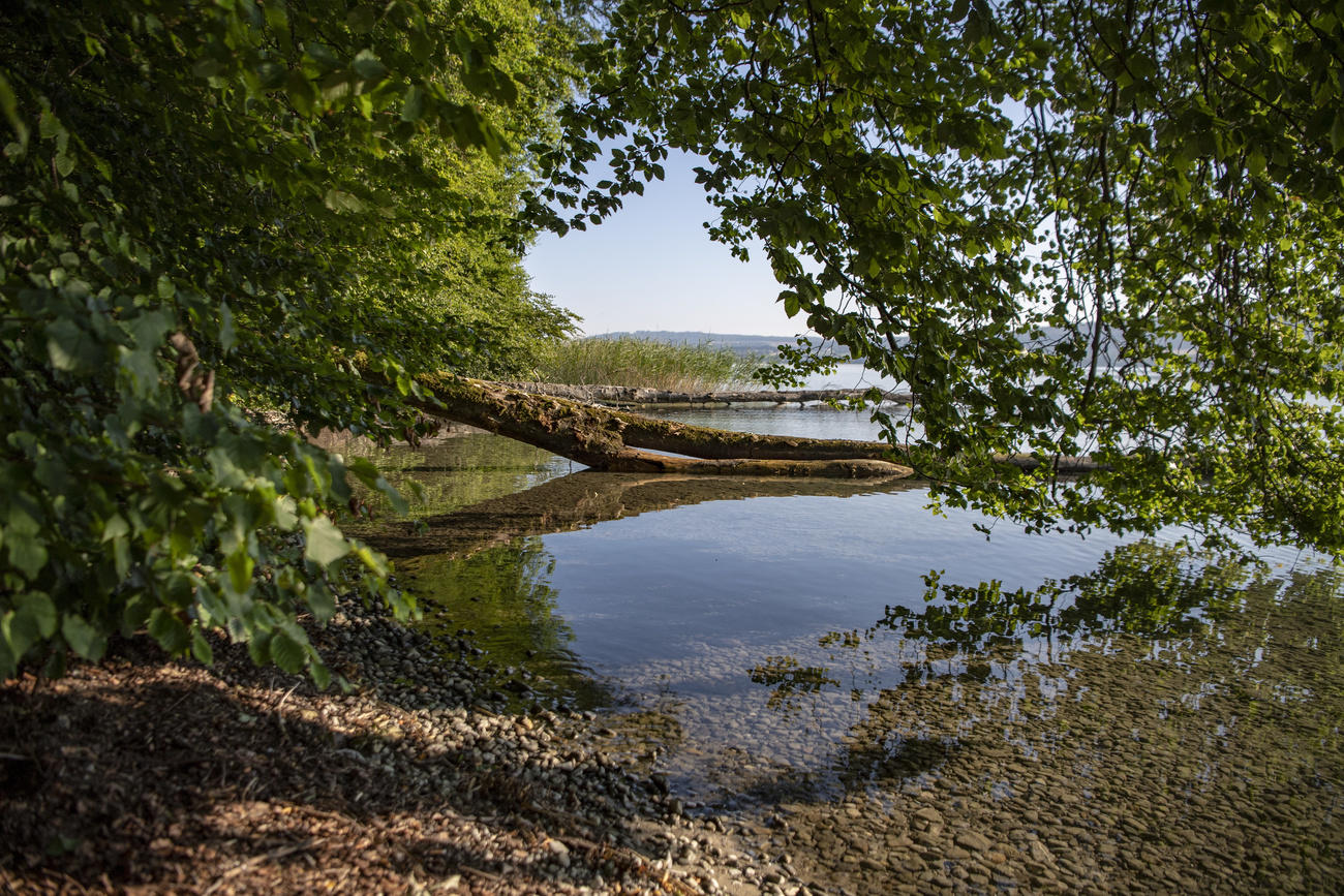 Piccola baia di lago con riva di sassi; canneti e piante a fusto tutt intorno