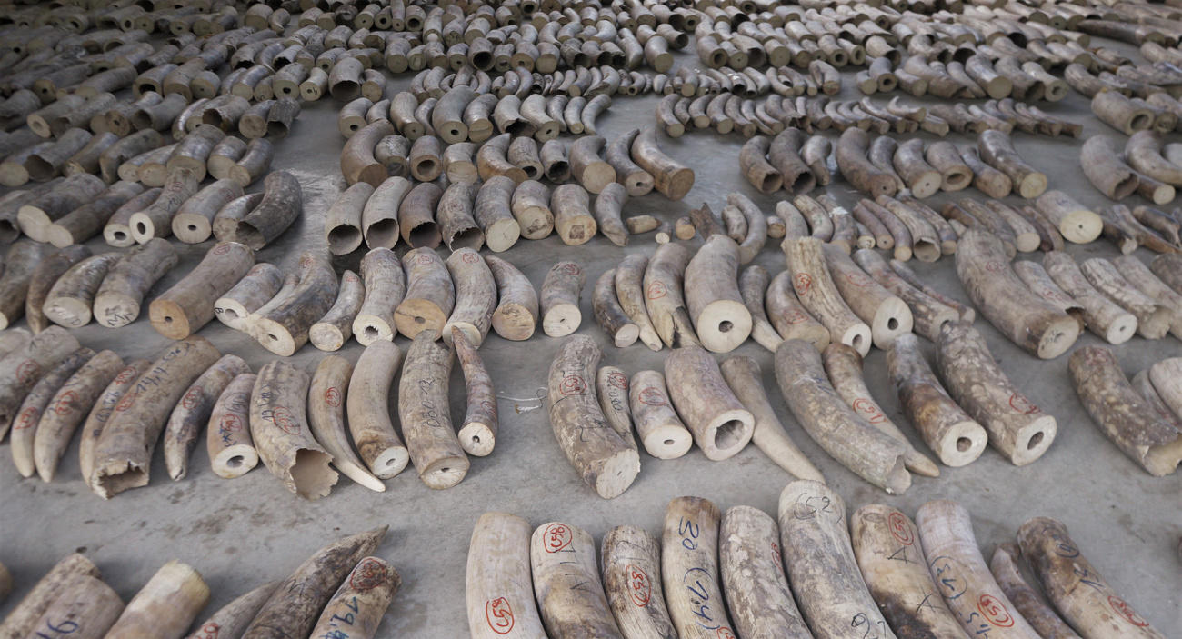 Ten tonnes of elephant ivory and about 12 tonnes of pangolin scales