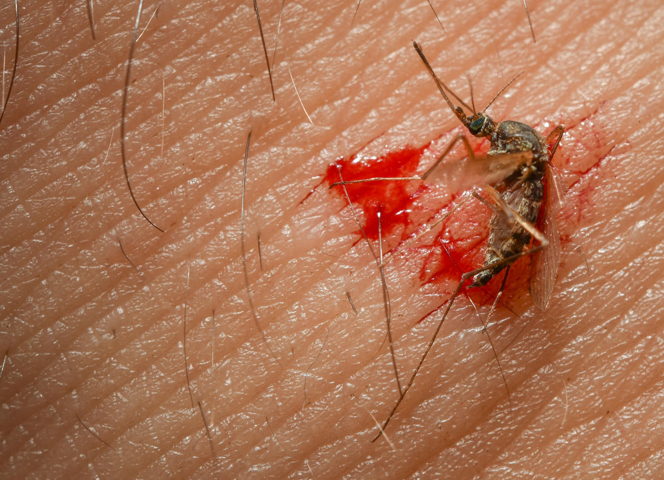 dead mosquito on bloody skin