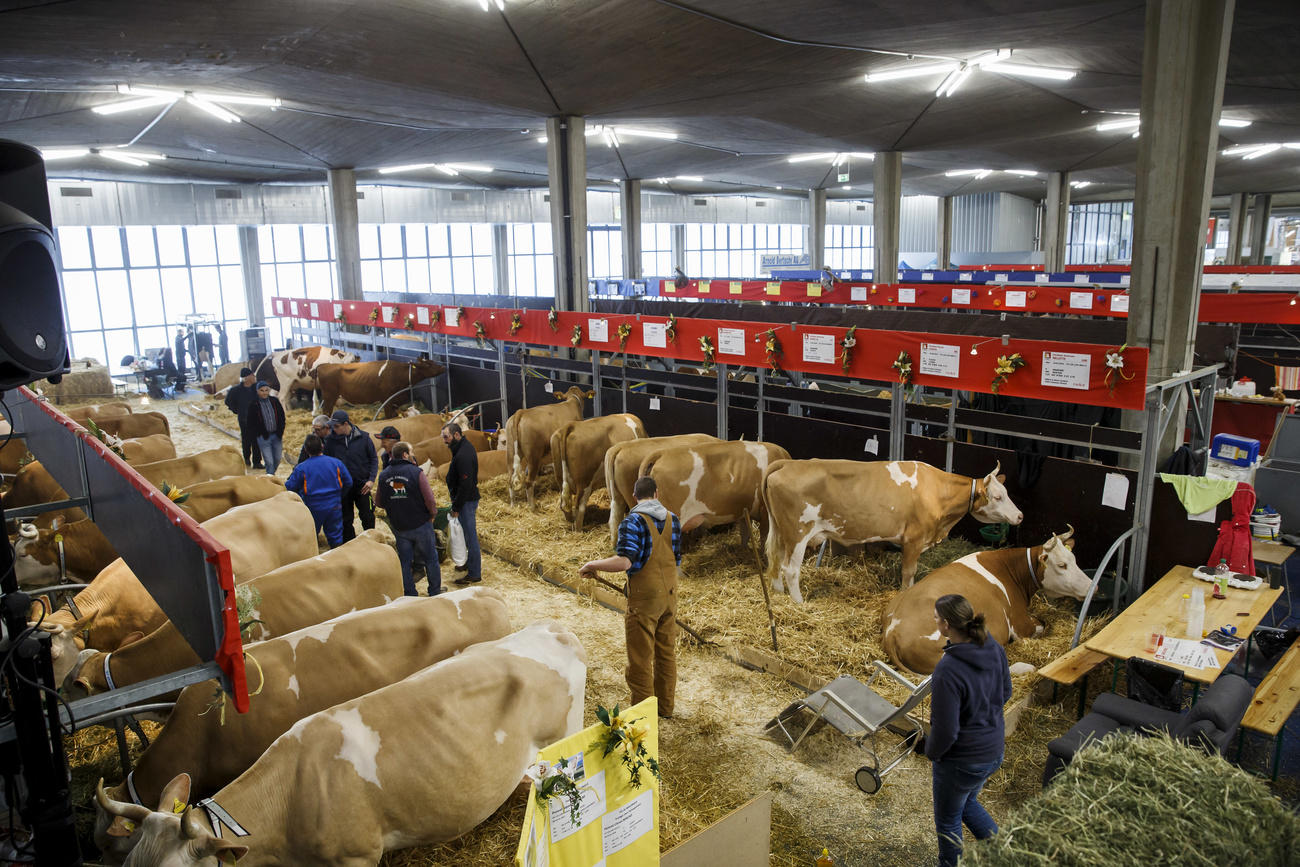 Cows stand in a cowshed in Switzerland