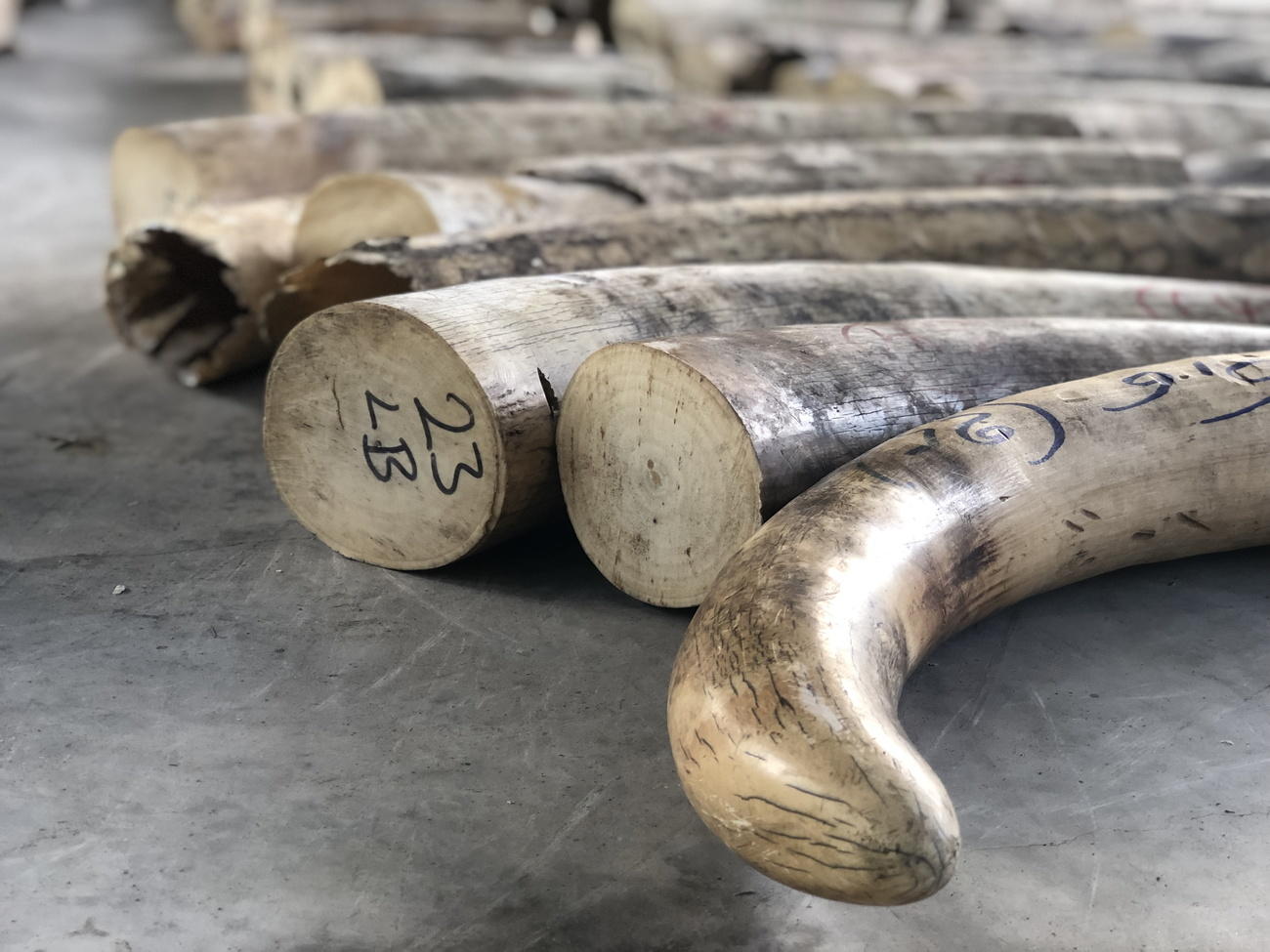 Pile of elephant tusks