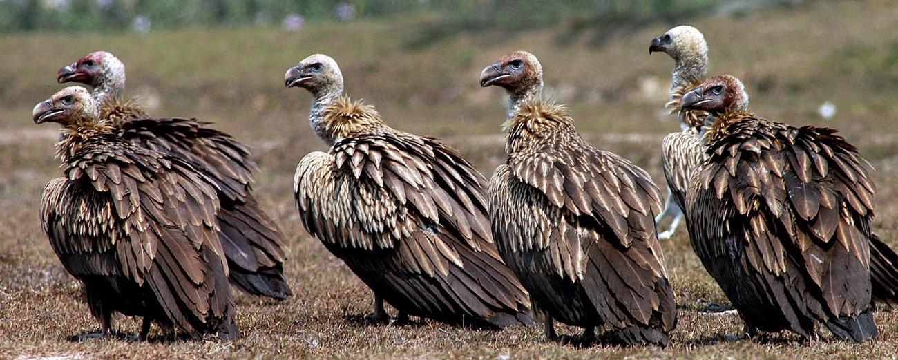 Vultures