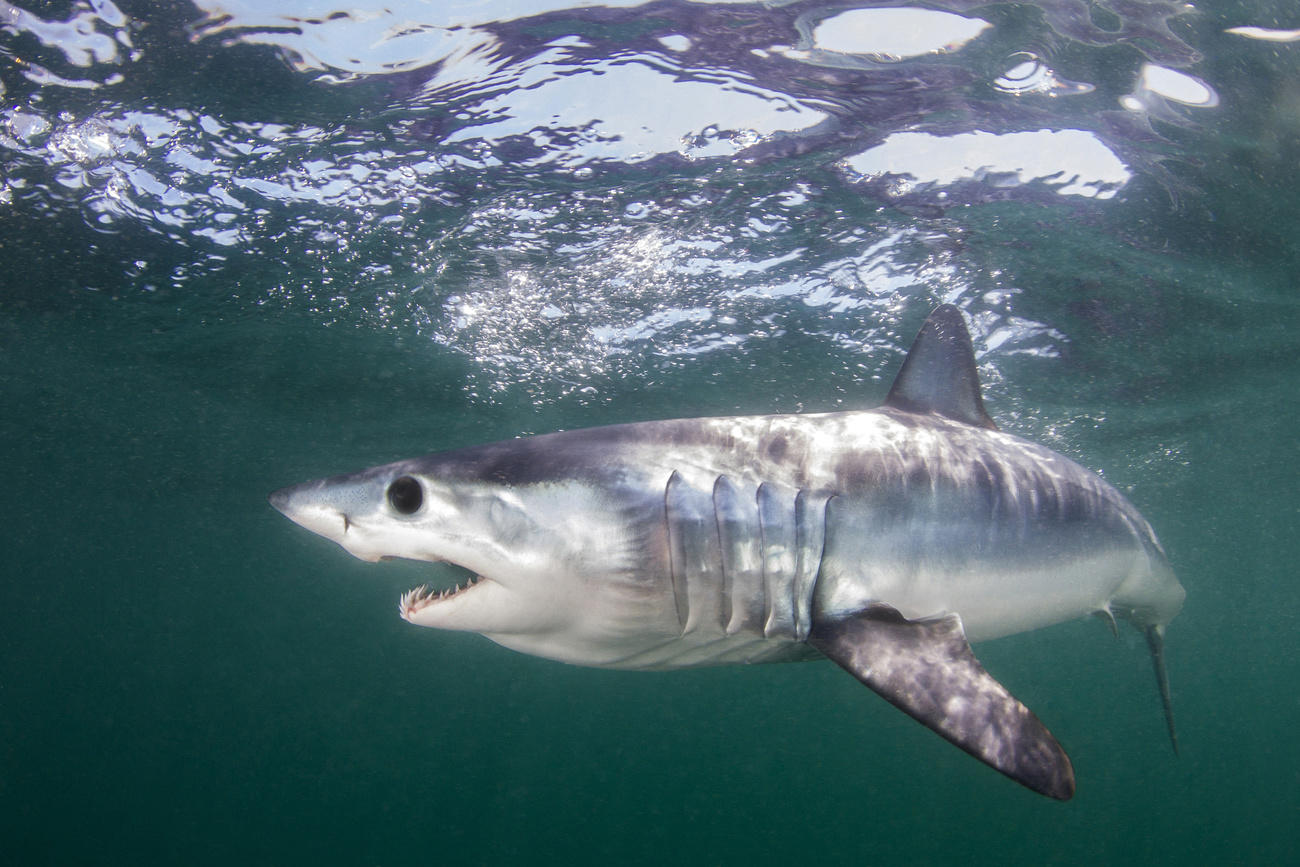 Tiburón mako en el mar