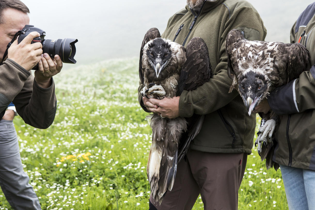 Bearded vultures released into the wild in Switzerland