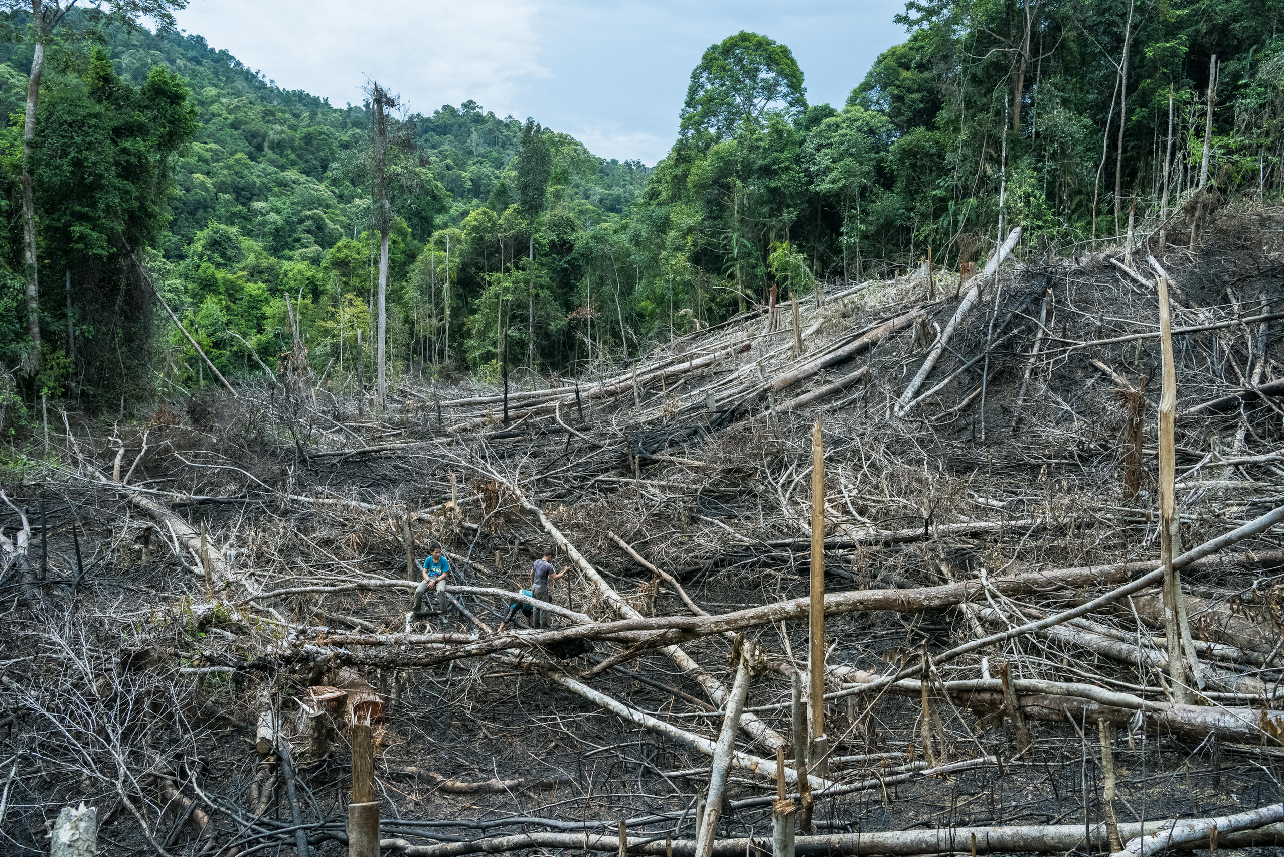 Gefällte Baumstämme