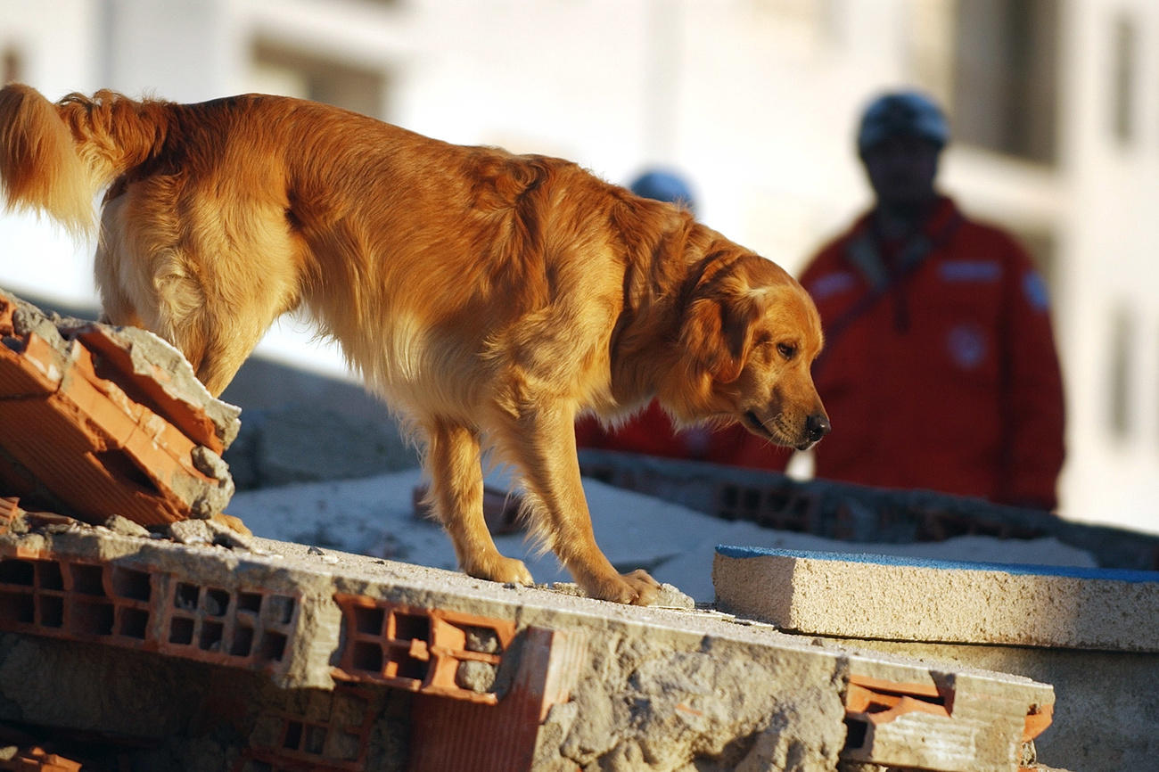 Ein Hund steht auf einer grossen Trümmerplatte.